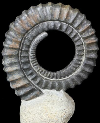 Devonian Ammonite (Anetoceras) - Morocco #63080